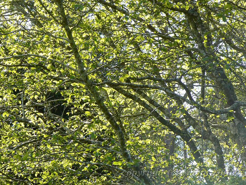 Mt Lofty Botanical Gardens P1030795.JPG